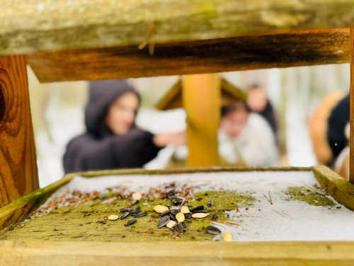 Покормите птиц зимой!