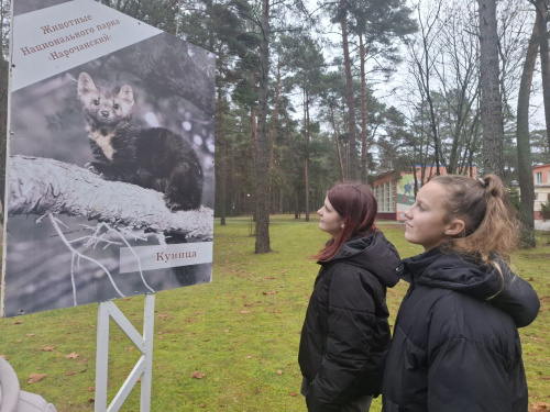 Экскурсия по фотогалерее «Животный мир Национального парка «Нарочанский» Экскурсия по фотогалерее «Животный мир Национального парка «Нарочанский»
